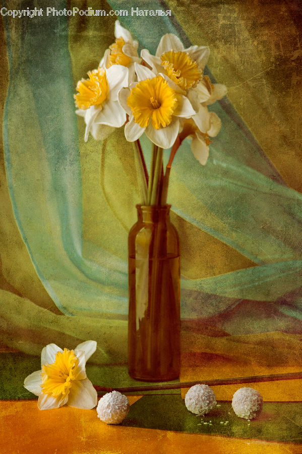 Blossom, Daffodil, Flora, Flower, Plant, Daisies, Daisy