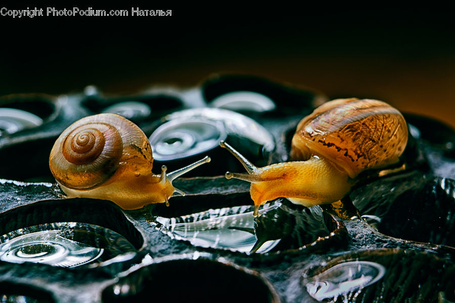 Invertebrate, Snail, Bling