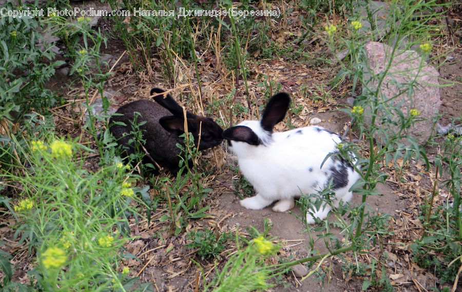 Animal, Bunny, Hare, Mammal, Rabbit, Rodent, Dill