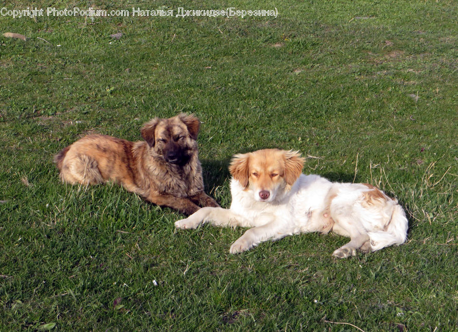 Animal, Canine, Cocker Spaniel, Dog, Mammal, Pet, Spaniel