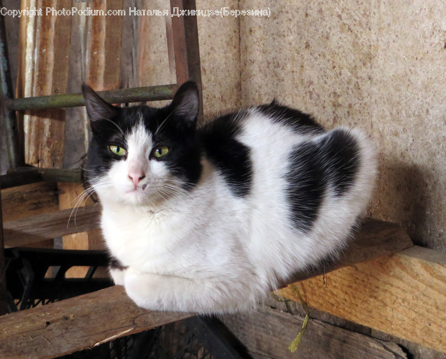 Animal, Cat, Mammal, Manx, Pet, Kitten, Bench
