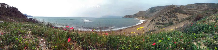 Plant, Vegetation, Coast, Outdoors, Sea, Water, Cove