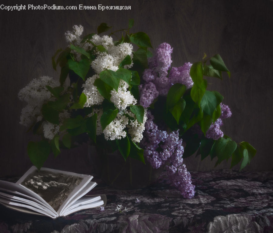Blossom, Flower, Lilac, Plant, Bonsai, Potted Plant, Tree