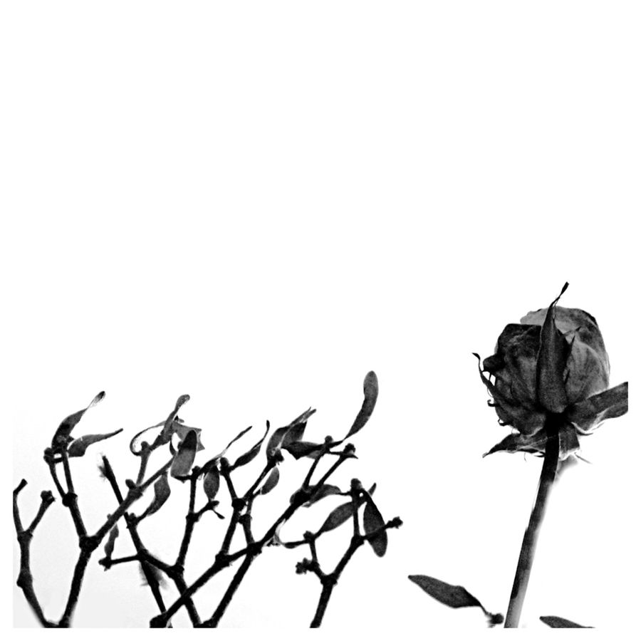 Animal, Bat, Racket, Blossom, Flower, Plant, Rose
