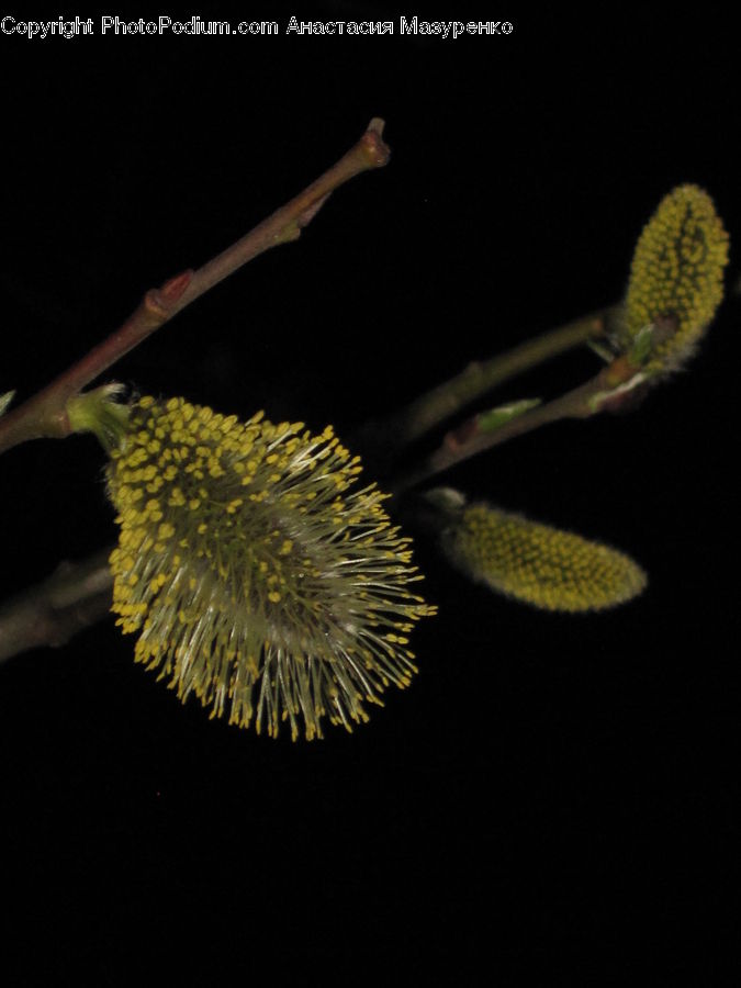 Dandelion, Flower, Plant, Flora, Pollen, Blossom, Acanthaceae