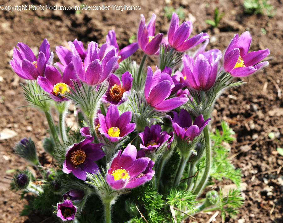 Blossom, Crocus, Flora, Flower, Plant, Anemone, Thistle