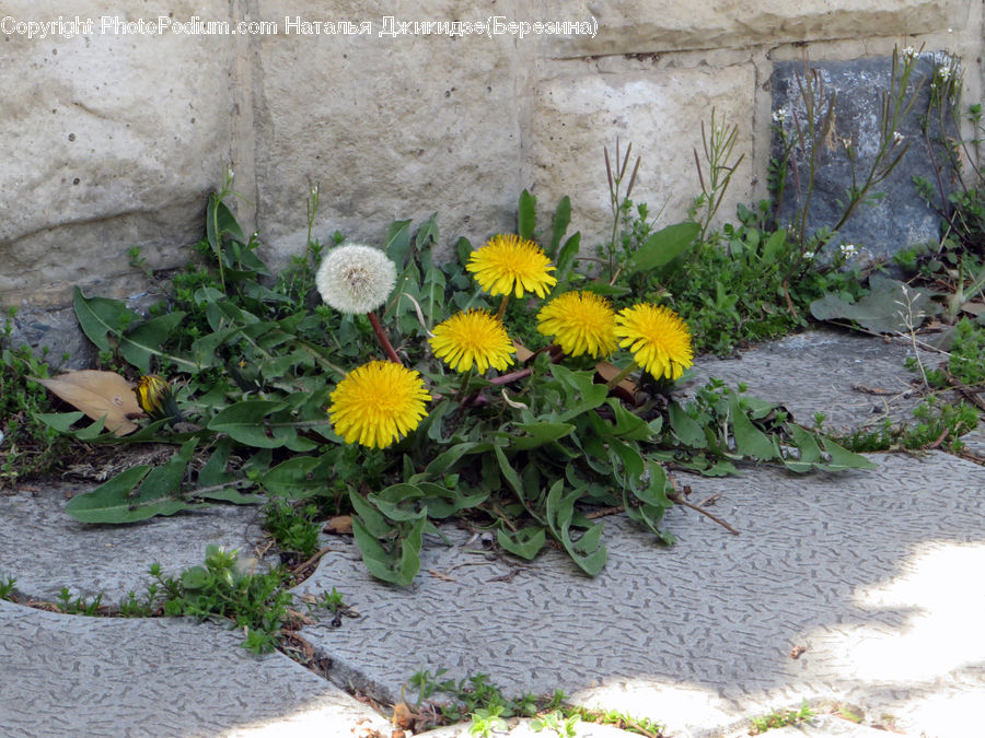 Dandelion, Flower, Plant, Blossom, Flora, Flower Arrangement, Flower Bouquet
