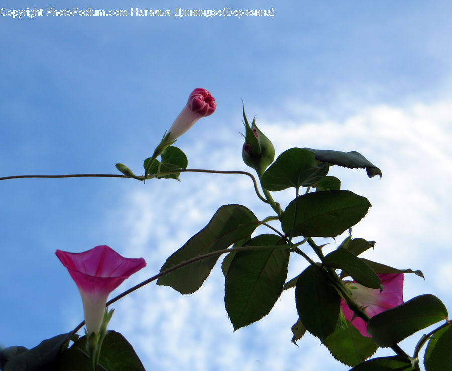 Bud, Plant, Flower Arrangement, Ikebana, Potted Plant, Vase, Veins