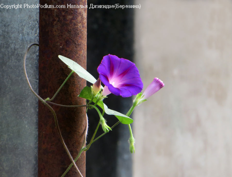 Blossom, Flora, Flower, Geranium, Plant, Flower Arrangement, Ikebana