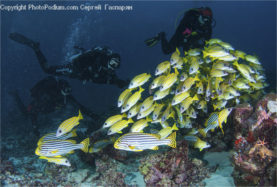 Coral Reef, Outdoors, Reef, Sea, Sea Life, Water, Diver