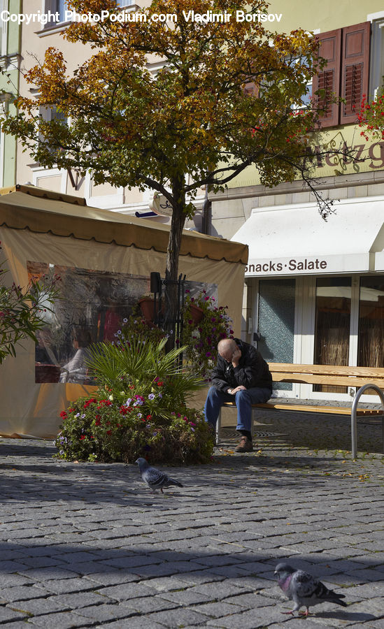 People, Person, Human, Bird, Pigeon, Plant, Potted Plant