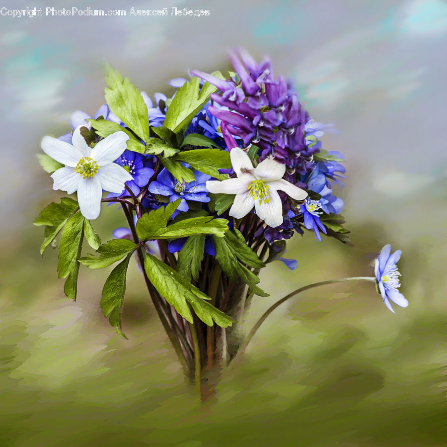 Blossom, Flora, Flower, Geranium, Plant, Flower Arrangement, Flower Bouquet