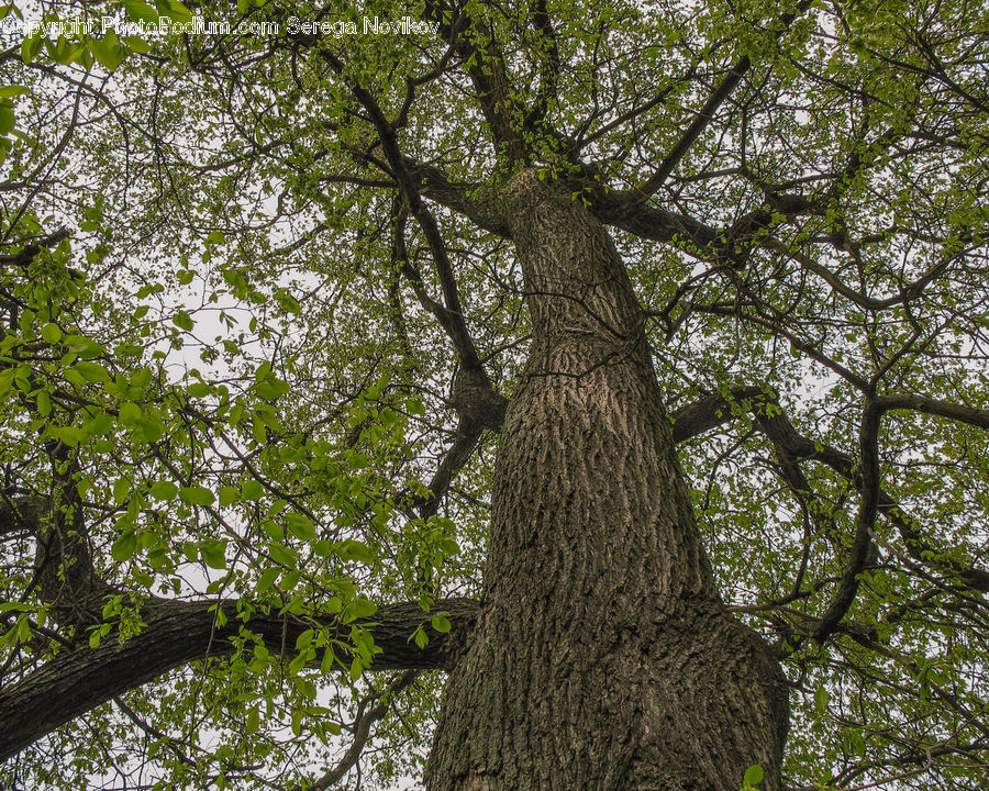 Oak, Tree, Wood, Plant, Conifer, Fir, Forest