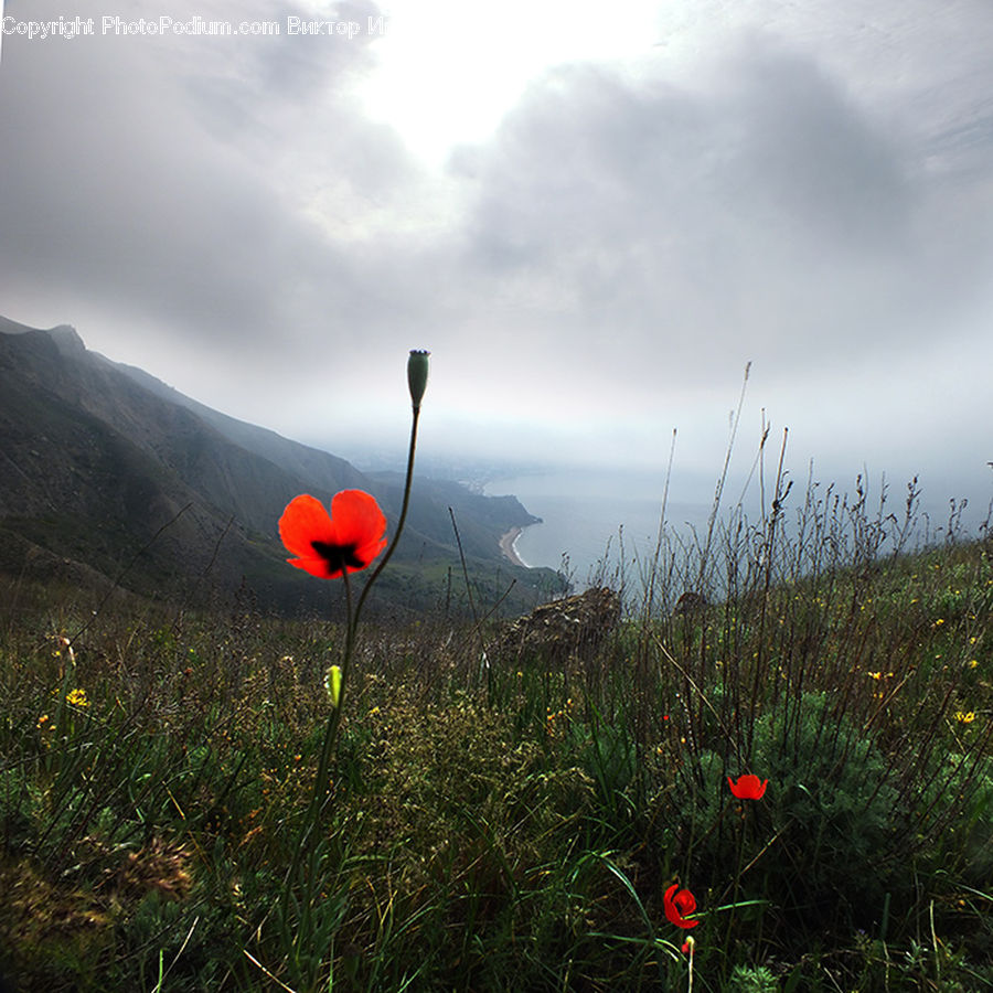 Field, Grass, Grassland, Plant, Blossom, Flora, Flower