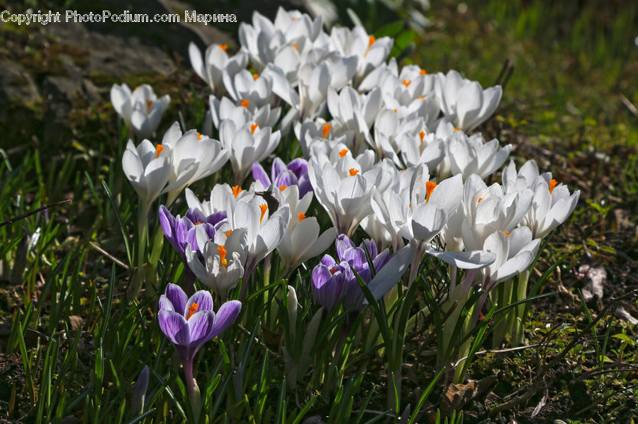 Blossom, Crocus, Flora, Flower, Plant, Iris
