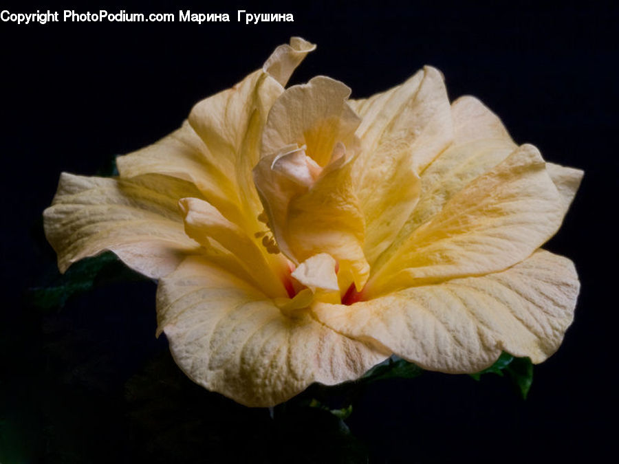 Flora, Flower, Hibiscus, Plant, Poppy, Gladiolus, Blossom