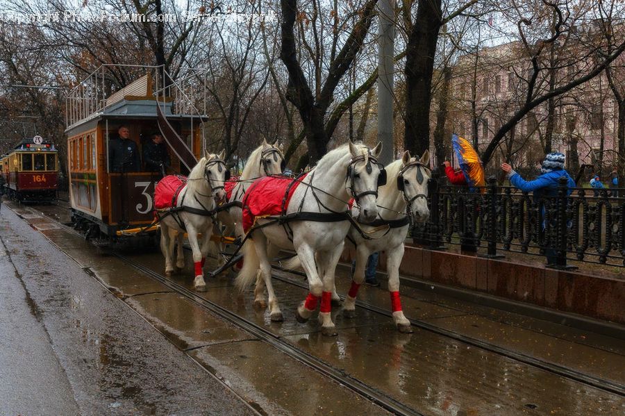 Animal, Horse, Mammal, People, Person, Carriage, Horse Cart