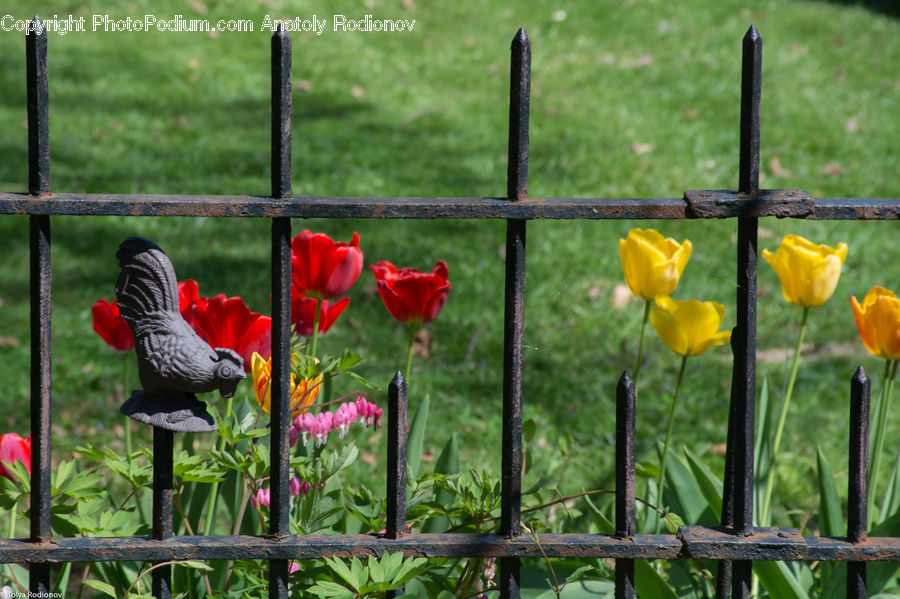 Blossom, Daffodil, Flora, Flower, Plant, Bird, Macaw