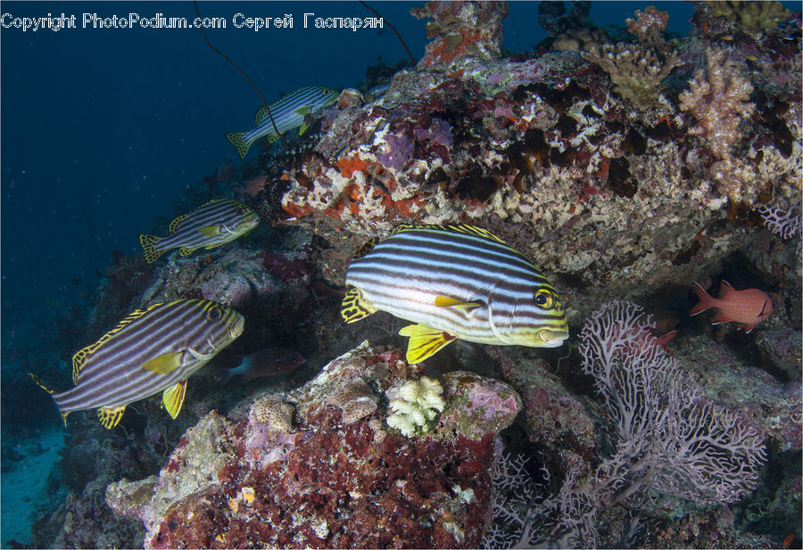 Coral Reef, Outdoors, Reef, Sea, Sea Life, Water, Fish