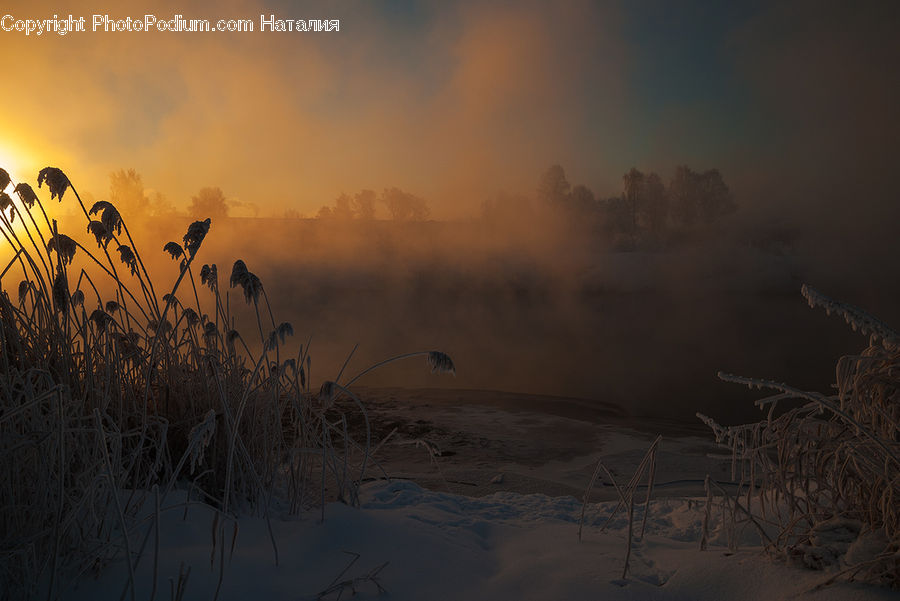 Grass, Plant, Reed, Dawn, Dusk, Sky, Sunrise