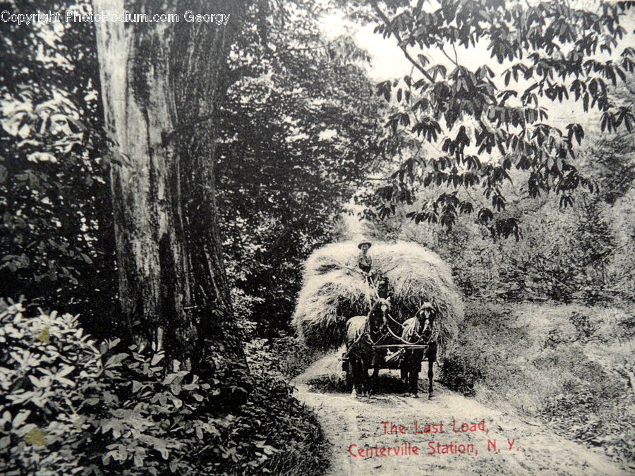 Car, Wagon, Countryside, Outdoors, Forest, Vegetation, Bush