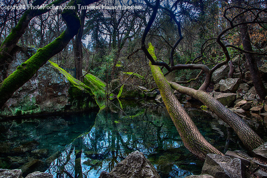 Plant, Tree, Forest, Vegetation, Conifer, Fir, Creek