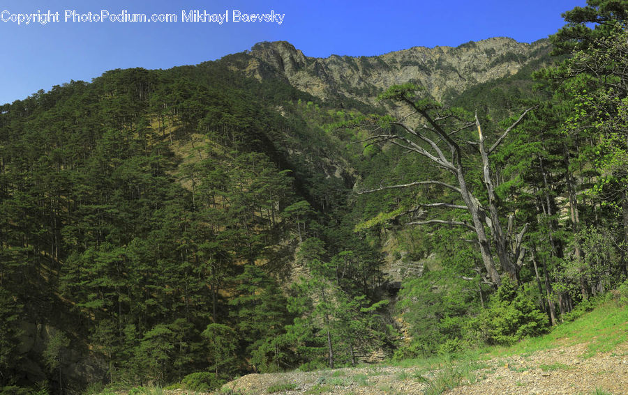 Crest, Mountain, Outdoors, Peak, Wilderness, Bush, Plant