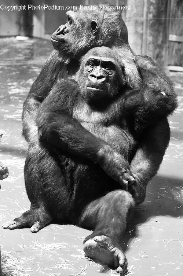 Animal, Ape, Mammal, Monkey, Zoo