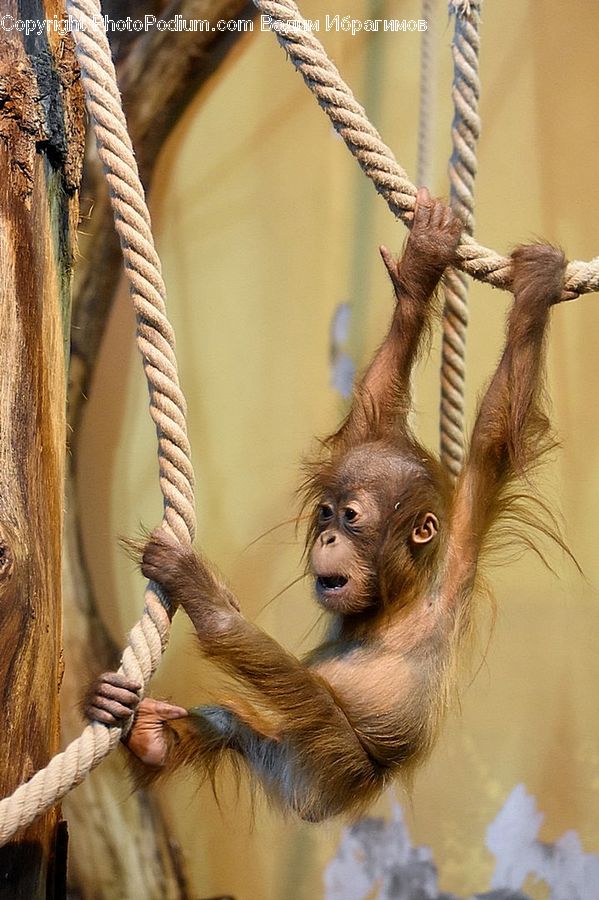 Animal, Ape, Mammal, Monkey