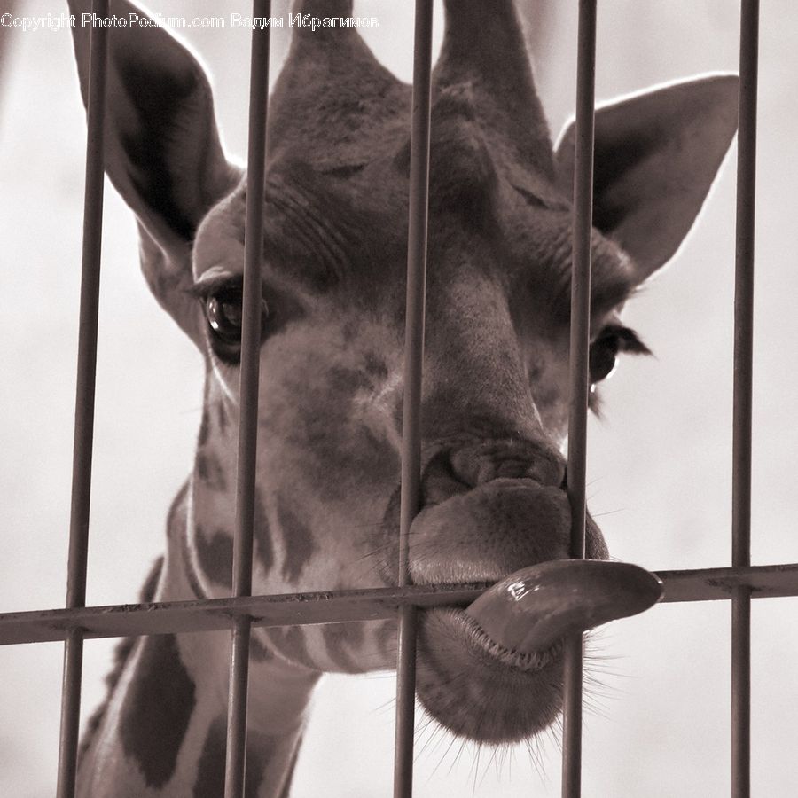 Cross, Abyssinian, Animal, Cat, Mammal, Pet, Face