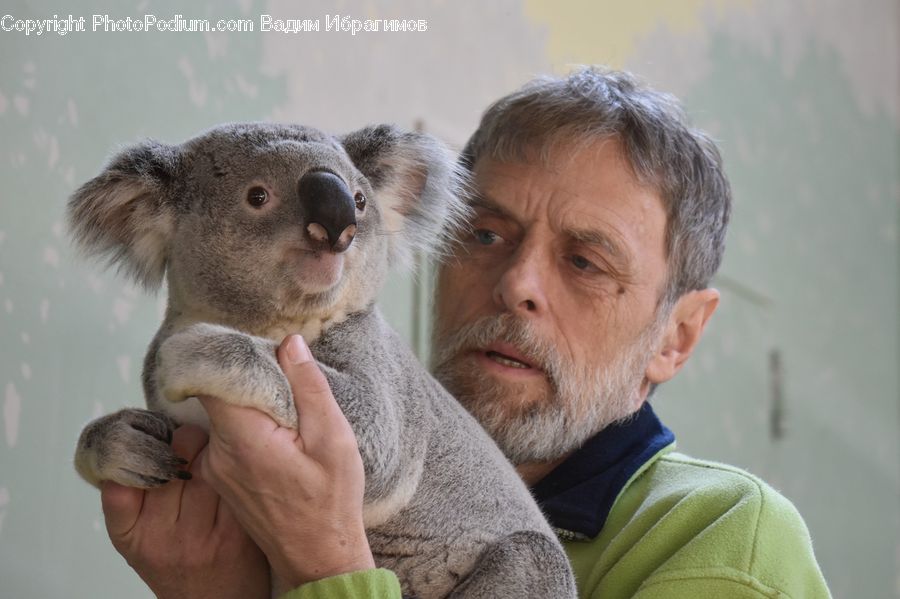 Animal, Koala, Mammal, People, Person, Human, Adorable