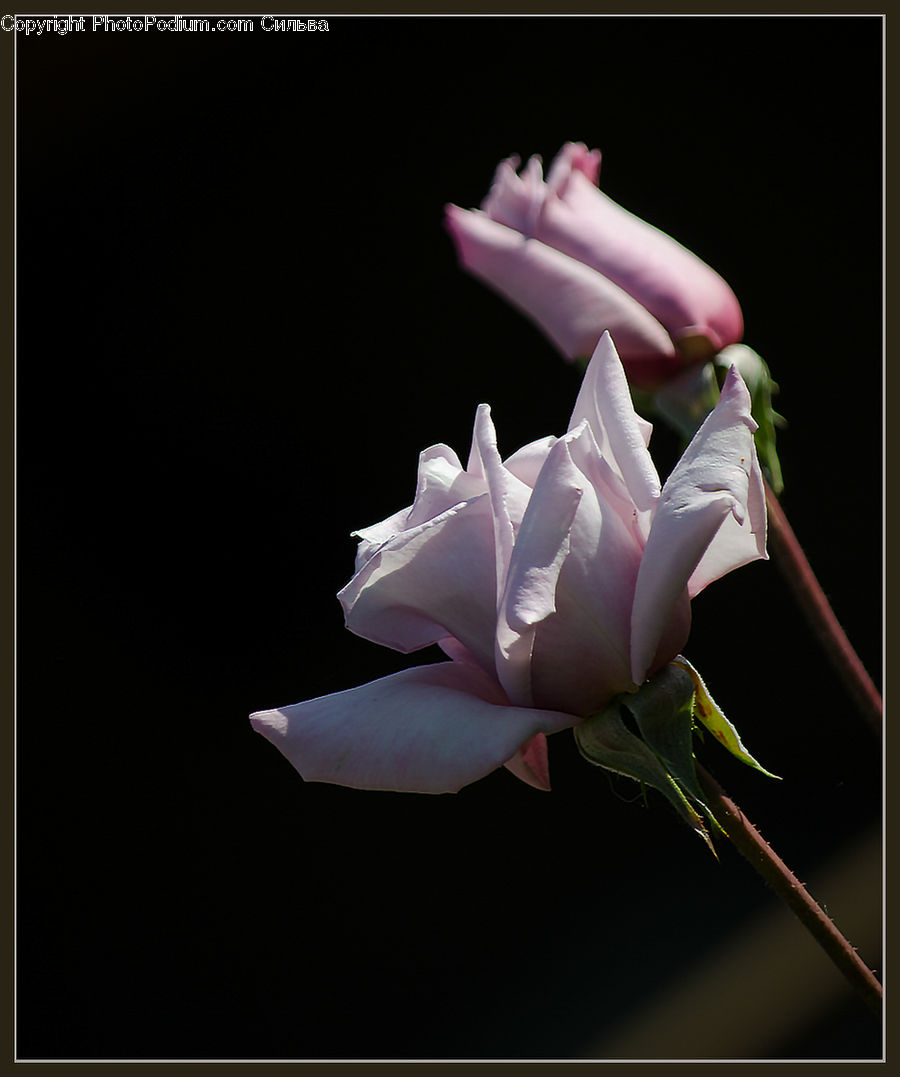 People, Person, Human, Flora, Flower, Gladiolus, Plant