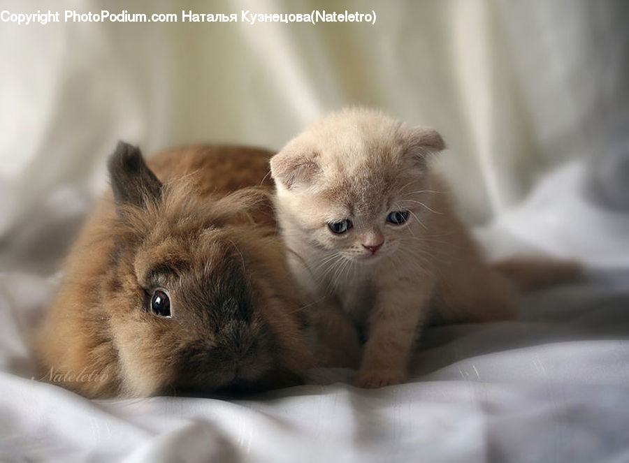 Animal, Cat, Kitten, Mammal, Pet, Siamese