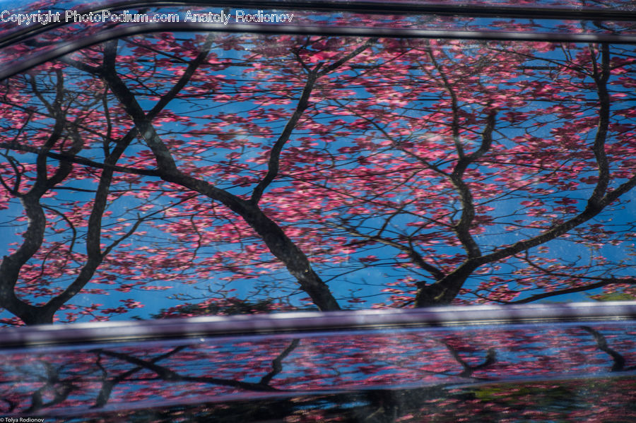 Blossom, Cherry Blossom, Flower, Plant, Tree, Bench, Flora