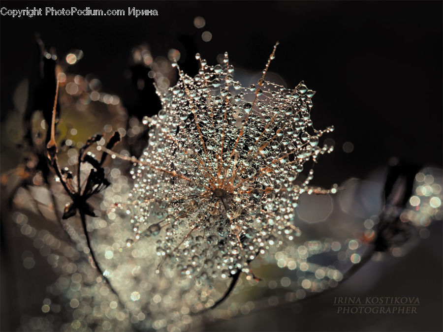 Blossom, Cherry Blossom, Flower, Flora, Plant, Lighting