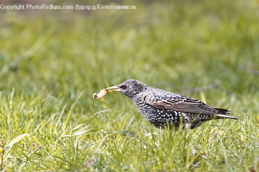 Bird, Flicker Bird, Woodpecker, Anthus, Beak, Quail, Field