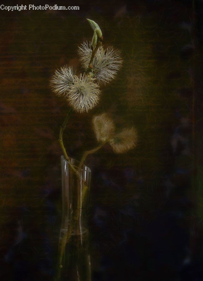 Beverage, Drink, Fireworks, Night, Blossom, Flora, Flower