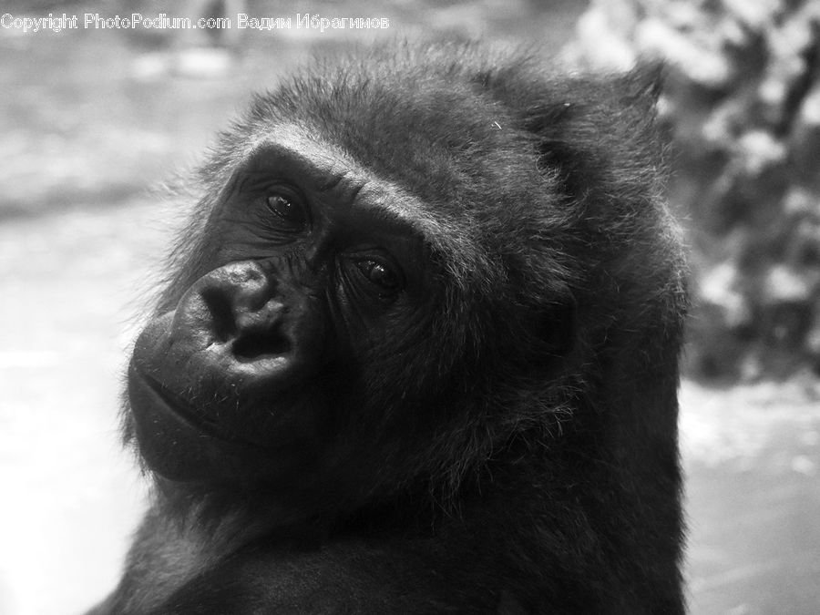 Animal, Ape, Mammal, Monkey