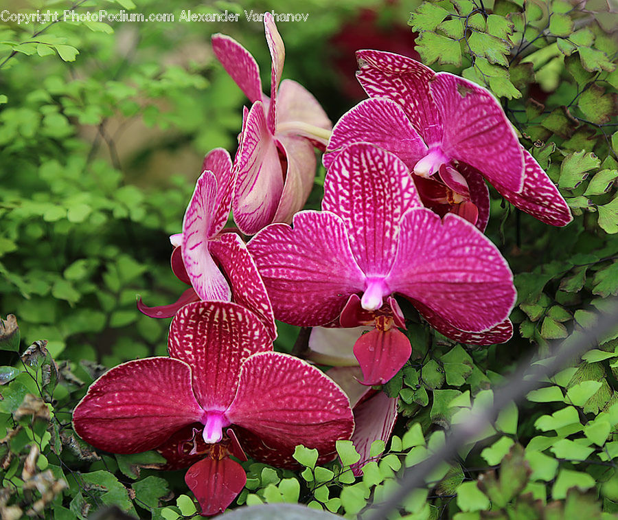 Flora, Flower, Gladiolus, Plant, Bud, Blossom, Geranium