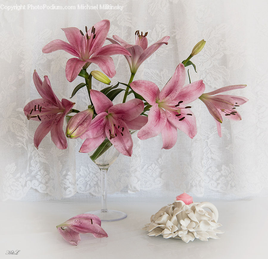 Flora, Flower, Gladiolus, Plant, Blossom, Geranium, Accessories