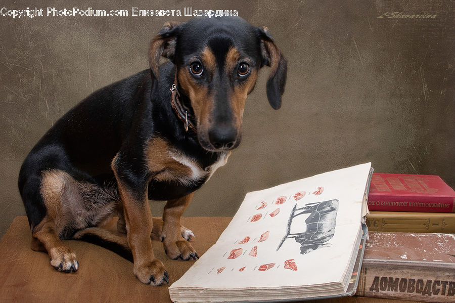 Animal, Beagle, Canine, Dog, Hound, Mammal, Pet