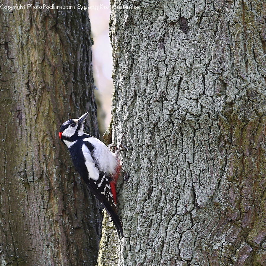 Bird, Flicker Bird, Woodpecker