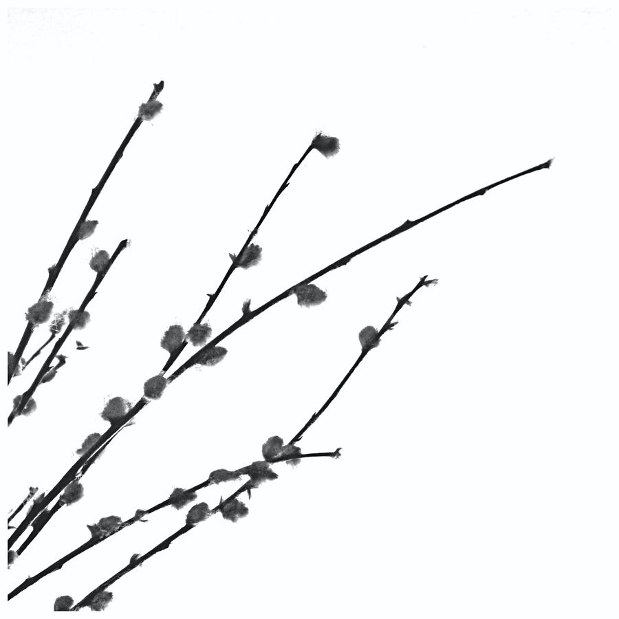 Blossom, Flora, Flower, Plant
