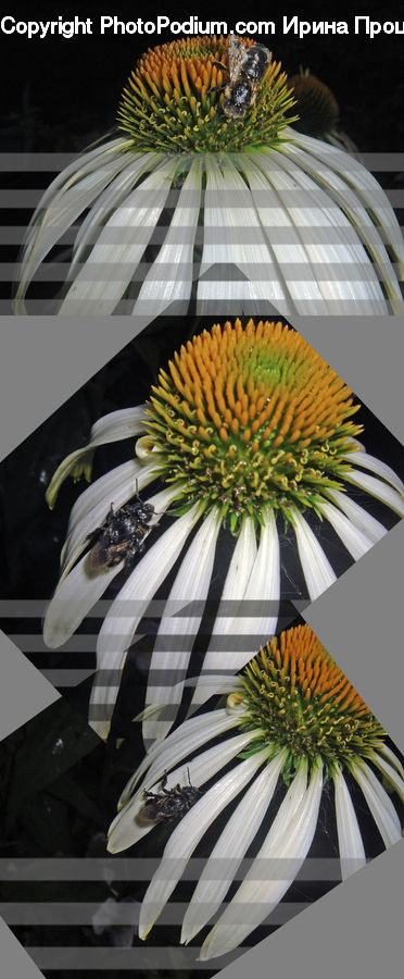 Indoors, Interior Design, Room, Flower Arrangement, Ikebana, Plant, Potted Plant