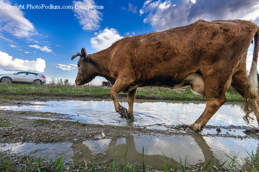 Angus, Animal, Bull, Mammal, Buffalo, Car, Suv