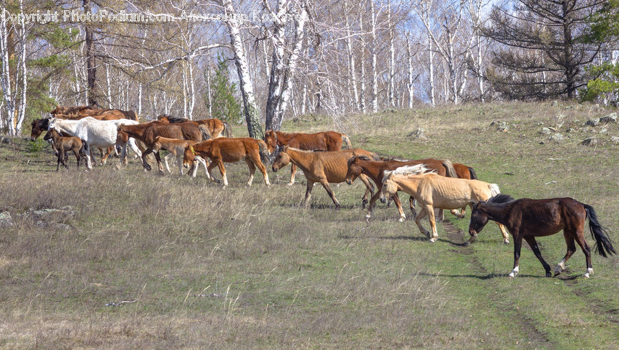 Countryside, Farm, Pasture, Ranch, Rural, Animal, Colt Horse