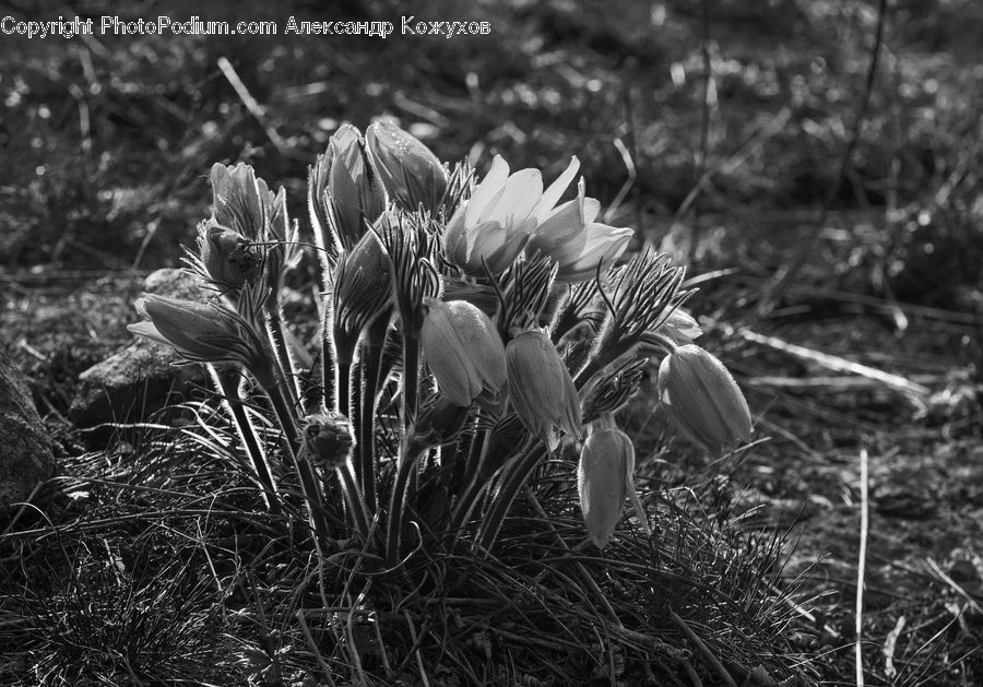Blossom, Flora, Flower, Plant, Crocus, Amaryllidaceae, Vegetation