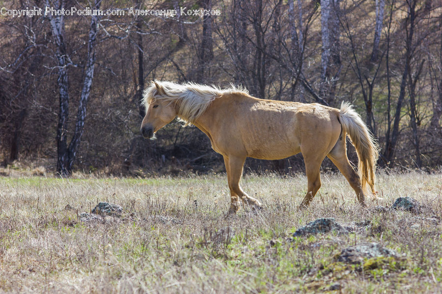 Animal, Colt Horse, Foal, Horse, Mammal, Angus, Bull