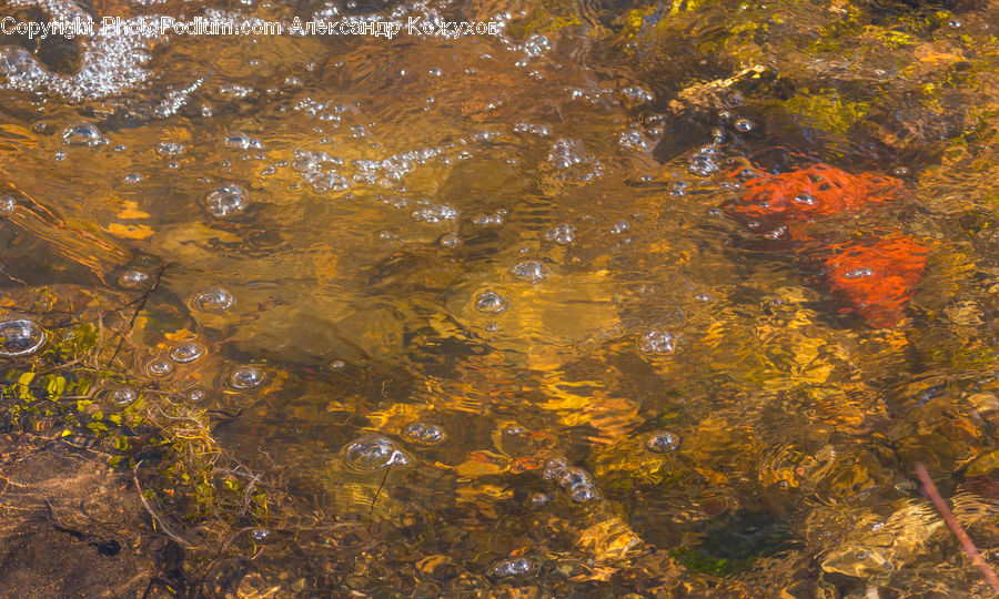 Algae, Reptile, Sea Life, Tortoise, Turtle, Water, Outdoors