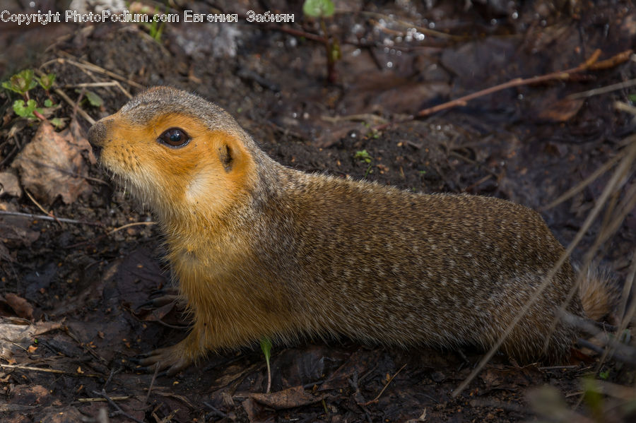 Animal, Canine, Fox, Mammal, Red Fox, Rodent, Grey Fox